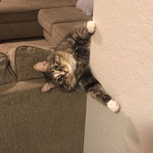 Meet your Posher, Alli